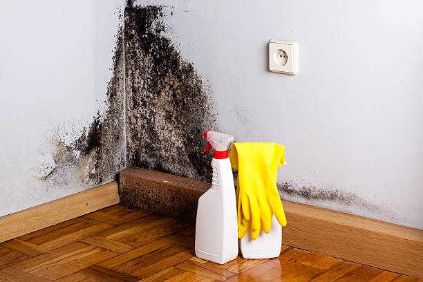 Best Mold Remediation for Specific Building Types in Lansing, KS